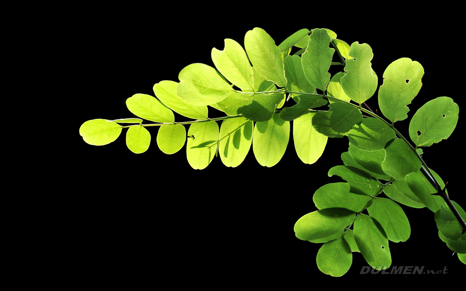 Leafes in sunlight